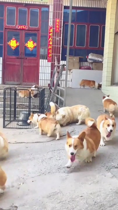 do you ever seen this type of dog house.