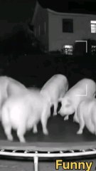 Funny Animal playing in Dark night.