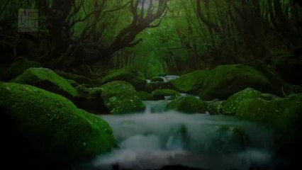 World's most beautiful recitation of Surah Ar-Rahman (سورة الرحمن)
