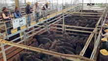 Singleton steers go under the hammer at Tamworth store sale