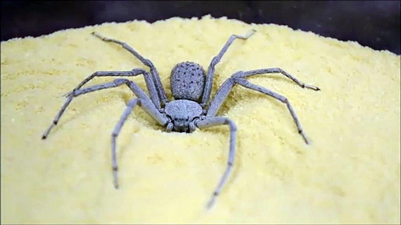 Cette araignée des sables utilise une technique de camouflage impressionnante