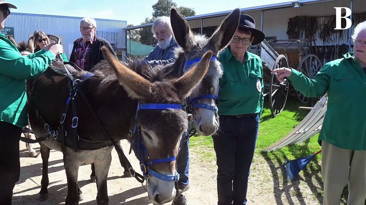 Eight donkeys pull a cart in Bendigo