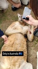 Kangaroo diaries only in Australia 🇦🇺