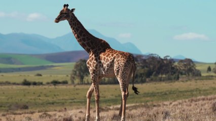 Imprese, a Milano l'Africa Italia Summit