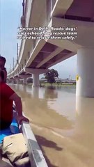 Rescue Dog in Delhi Flood 2025 | Heart Touching Flood Rescue Story