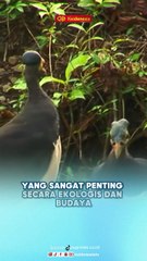 5 Fakta Menarik Burung Maleo, Endemik Sulawesi yang Terancam Punah