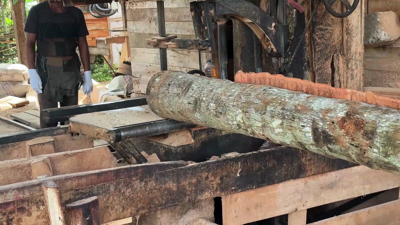 The process of sawing coconut trees into 2x20 without hassle.