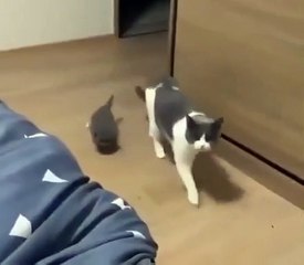 Cat brings her kittens every night to her human’s bed as a sign of trust.. 😊