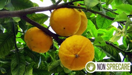 Scopri come usare il bergamotto in cucina e cosmetica naturale 🍋