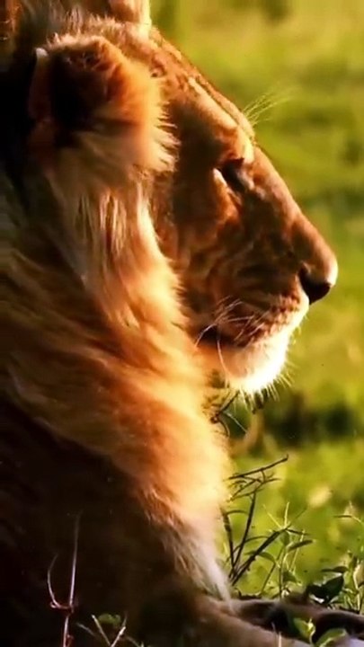 Things to Do in Gir National Park