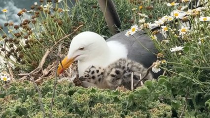 Seagull feeds her baby while making a nest to settle on the beach