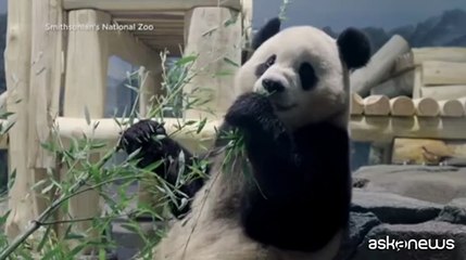 A Washington tornano i panda giganti: arrivano Bao Li e Qing Bao