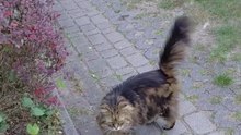 New fluffy boy is in town - Cat superstar ! #shorts #funnycats #cutecats #viralcats