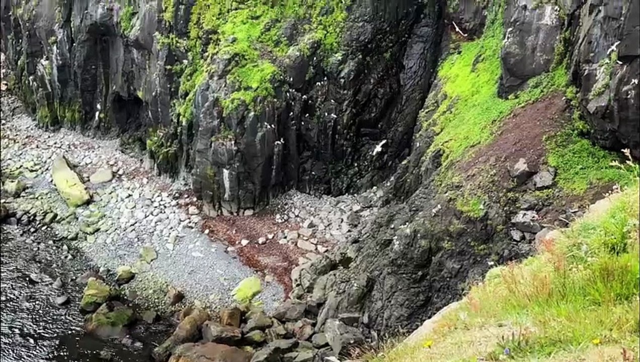 Islande (oiseaux)