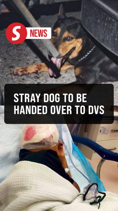 Dog that attacked boy in Cheras is a stray, say police