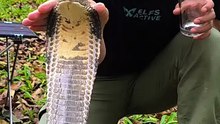 king cobra venom test