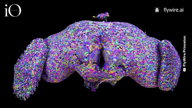 La prima mappatura di un cervello adulto grazie all'intelligenza artificiale