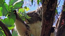 A Day in the Life: Koalas, the Sleepiest Animals on Earth