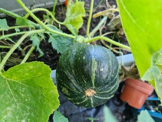 Harvest time - winter squash, tomatoes and spring onions