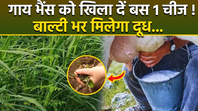 Increase Milk Production In Cows:गाय और भैंस का दूध कैसे बढ़ाएं,खिला दें 1 चीज़ मिलेगा बाल्टी भर दूध
