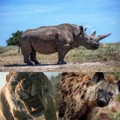 Çankırı'da bulundu! 9 milyon yıllık fosiller: Kılıç dişli kaplan, sırtlan, gergedan...