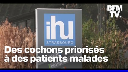Des cochons priorisés face à des patients gravement malades à l'IHU de Strasbourg