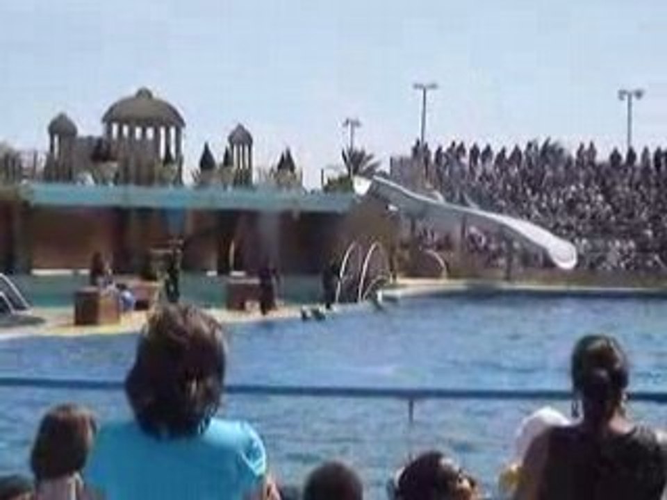 dauphins