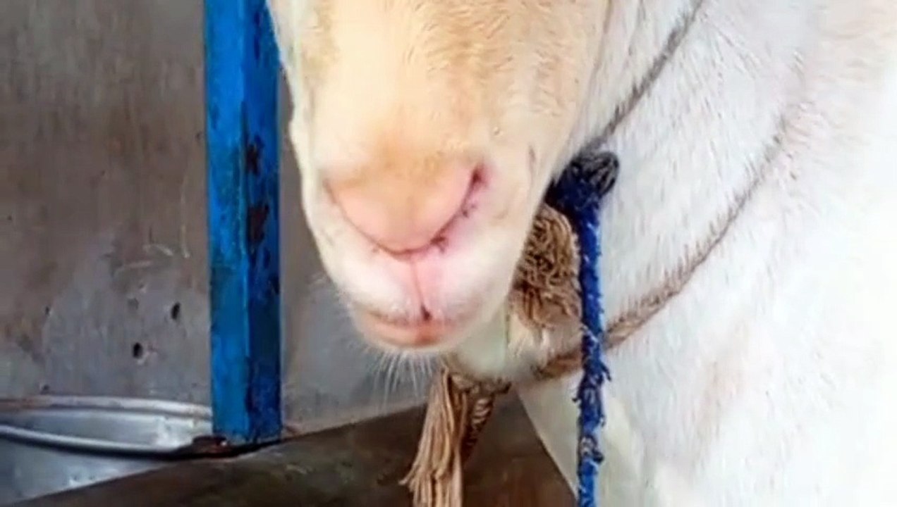 Milky White Teda