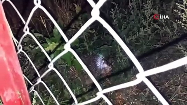 Herkes Tilki sanıyordu! Civcivlerin gizemli katili bakın kim çıktı