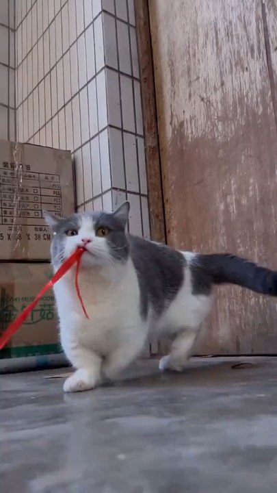 Ex 1: Funny Cat #viral