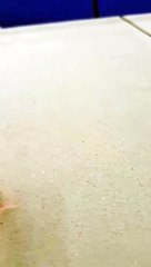 Ultra Quiet USB Humidifier 😴 Perfect for Bedroom  Car  Mist Review