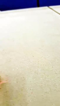 Ultra Quiet USB Humidifier 😴 Perfect for Bedroom Car Mist Review