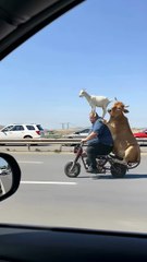 Just a man, his bike, a cow, and a goat… normal day 😂