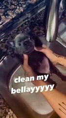 Funny dog gets washed (Try not to say aw challenge)