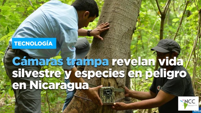 Cámaras trampa revelan vida silvestre especies en peligro en Nicaragua