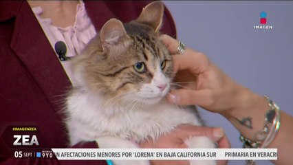 ¡Adopta, no compres! Tino es un gatito que está en busca de una familia