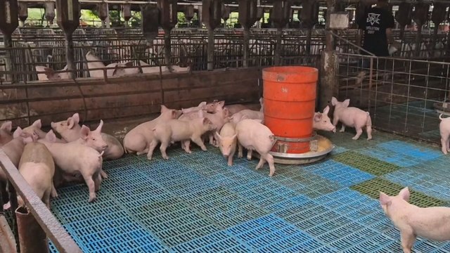 Más de 1,500 casos de gusano barrenador afectan cerdo y ganado en Coclé