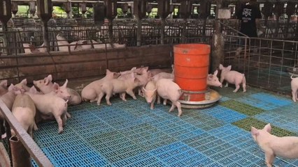 Más de 1,500 casos de gusano barrenador afectan cerdo y ganado en Coclé