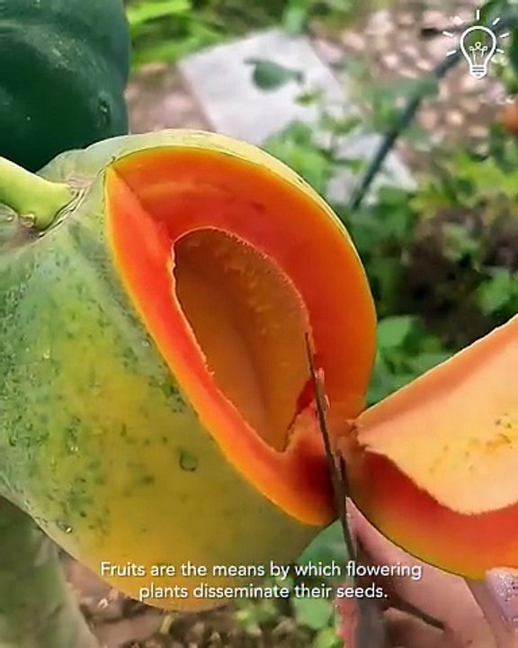 Let's talk about fruits today.