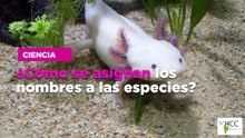 ¿Cómo se asignan los nombres a las especies?