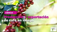 Producción y exportación de café en riesgo