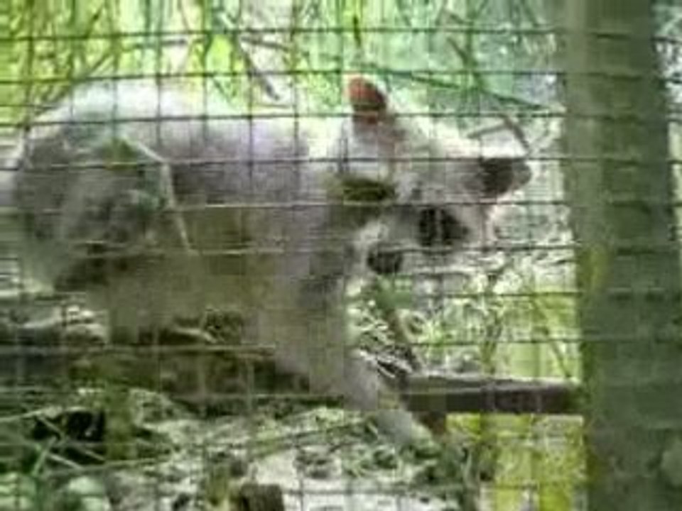 RATONS LAVEURS prennent popcorn (PESHERAY SARTHE)