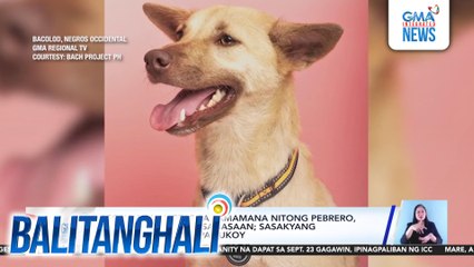 Asong nakaligtas sa pamamana nitong Pebrero, nasawi matapos masagasaan; sasakyang nakasagasa, hindi pa tukoy | Balitanghali