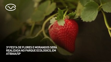 3ª festa de flores e morangos será realizada no parque ecológico, em Atibaia/SP