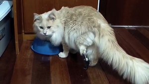 Gato com prótese de Jaraguá do Sul