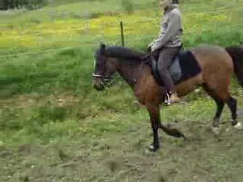 Odin au galop changement de pied