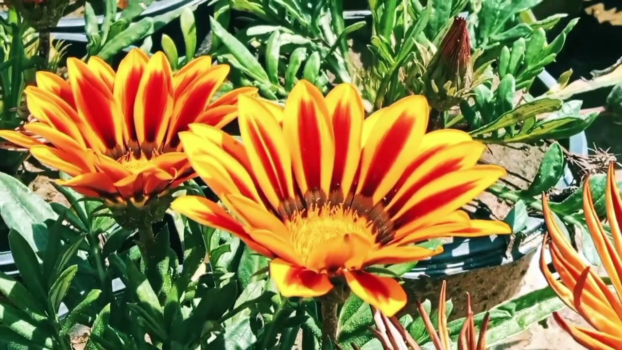 Magical Flowers & Green Plants 🌿 | Relaxing Nature Music for Peace & Happiness