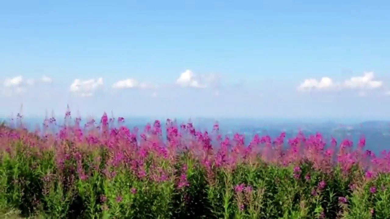 WILDLIFE MOUNTAIN