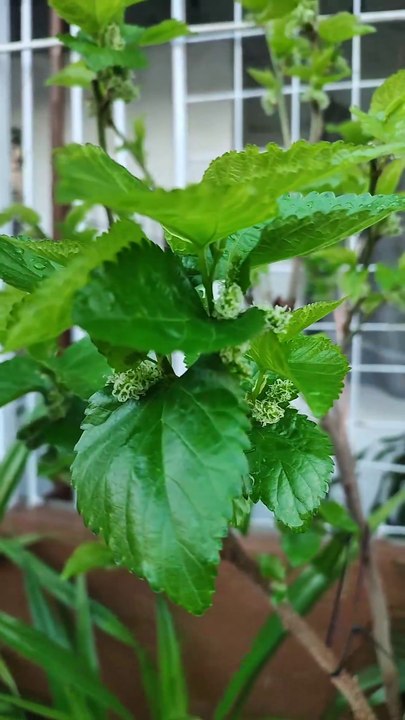 🔴 MY INDIAN HYBRID MULBERRY TREE #mulberrytree