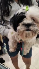 🔴 MEET OREO SHIHTZU FRIEND NI PICKLES #shihtzu